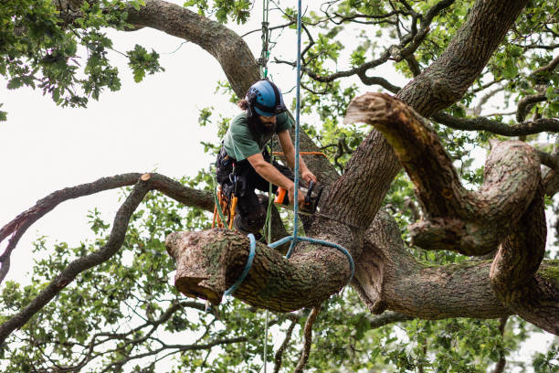 Best Palm Tree Trimming  in Burlington, KY