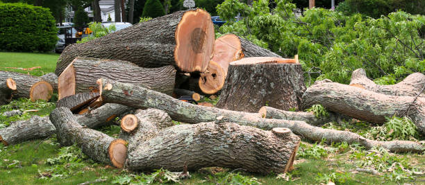 Best Firewood Processing and Delivery  in Burlington, KY