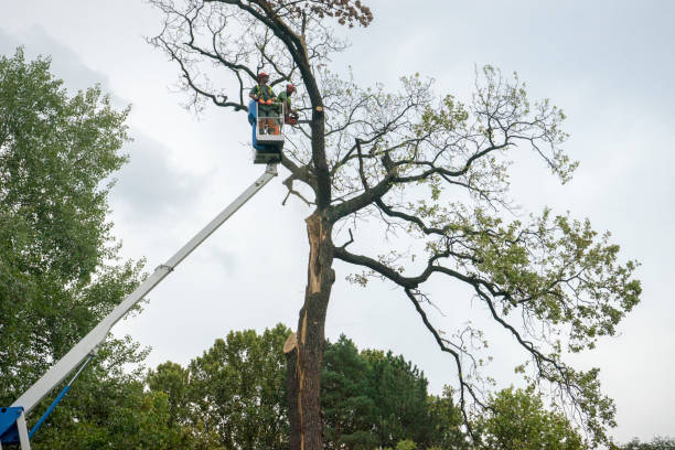 Best Commercial Tree Services  in Burlington, KY