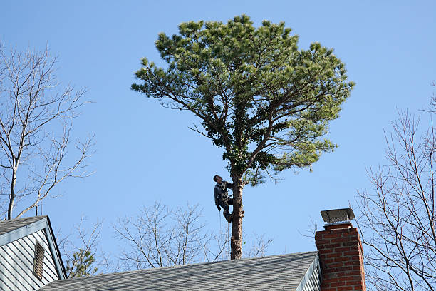 How Our Tree Care Process Works  in  Burlington, KY